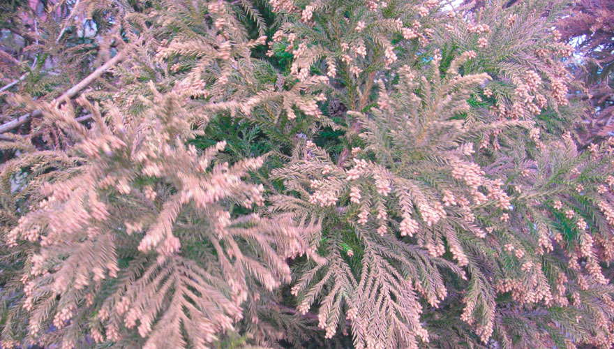 花粉の季節がやってきました！入浴・室内干し・暮らしの工夫で快適に過ごす